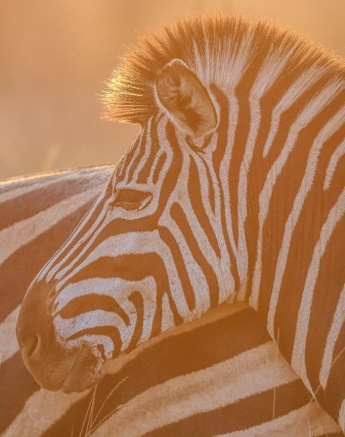 A zebra standing proudly amidst tall grass, blending into the African bush.