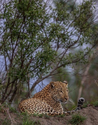 Sabi Sabi Ruan Mey Male Leopard
