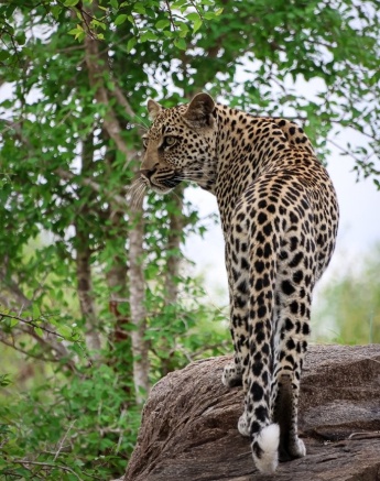 Sabi Sabi Jan Nel Golonyi Sub Adult In The Wild