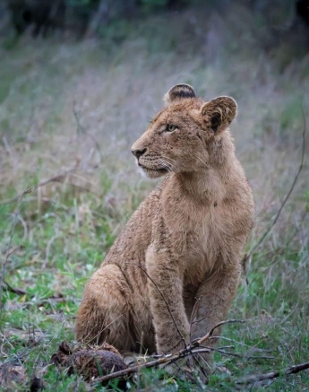 One of the lion cubs in the elusive Kambula Pride. 
