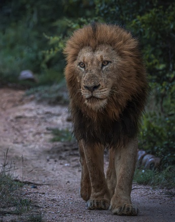 This dominant male lion is no doubt a part of the 'Big Cat' category.