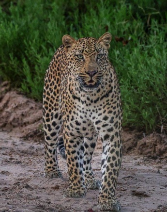 A big male leopard walks along the road near Sabi Sabi. A big male leopard walks along the road near Sabi Sabi.