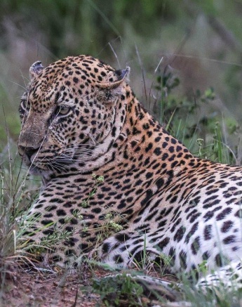 Mawelawela, the dominant male in the western section of the reserve, has had some competition recently from one of the younger males in the area. Mawelawela, the dominant male in the western section of the reserve, has had some competition recently from one of the younger males in the area.