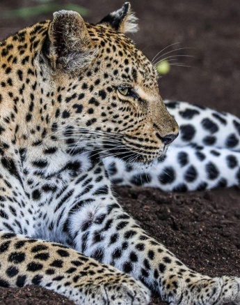 Ntsumi rests in a cool shaded area. Ntsumi rests in a cool shaded area.
