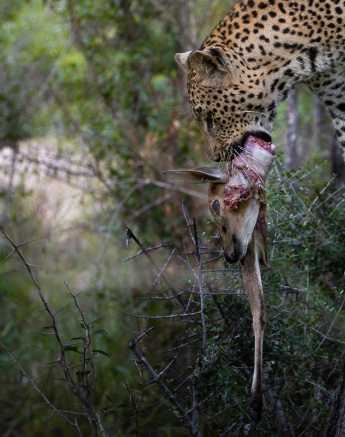 Nottins Male With Kill Benjamin Loon Nottins Male With Kill Benjamin Loon