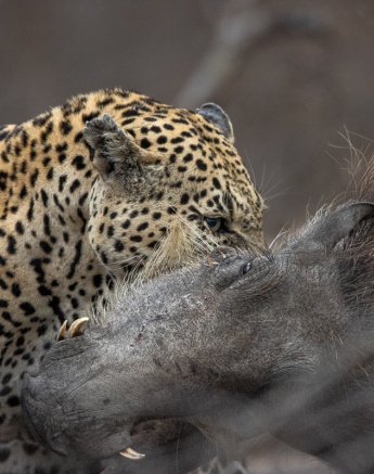 The leopard sinks its teeth into the neck of the captured warthog, showcasing its hunting prowess.