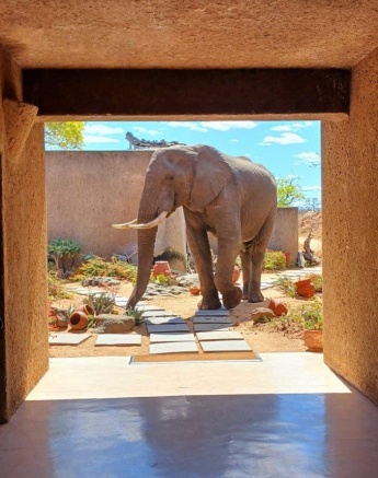 Elephant visiting Earth Lodge, framed by lodge architecture.