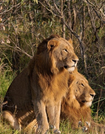 A18Devon Jansen   Kambula Males 220523