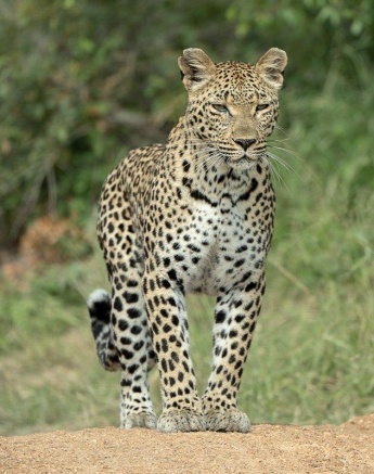 Ntsumi Leopard Daniel Greyvenstein Ntsumi Leopard Daniel Greyvenstein