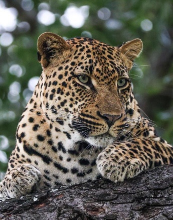 Makumu remains alert while resting on a branch of a tree. Makumu remains alert while resting on a branch of a tree.