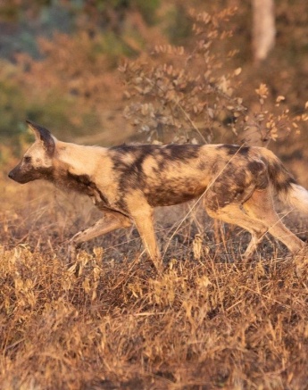 A02Jason Street Wilddog 020523 2 A02Jason Street Wilddog 020523 2