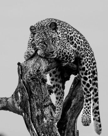 Golonyi the leopard sits in a tree at Sabi Sabi. Golonyi the leopard sits in a tree at Sabi Sabi.