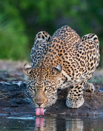 A leopard quenches its thirst at a still and calm watering hole