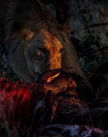 A female member of the Styx Pride feeds on a buffalo kill.