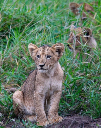 Females will usually move their cubs around as they get stronger to keep them safe. Females will usually move their cubs around as they get stronger to keep them safe.