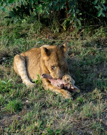 A member of the Msuthlu pride chews the jaw of it's latest kill. 