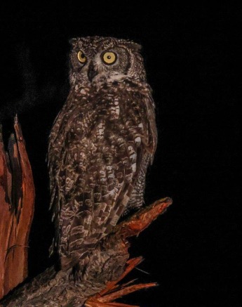 Spotted Eagle Owl Sabi Sabi Ruan Mey