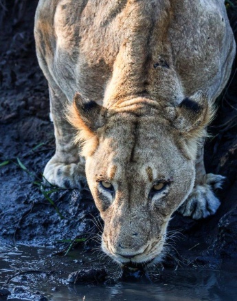 Ruan Mey Talamati Lioness