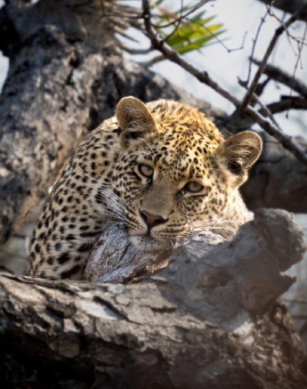 Sabi Sabi Franco Hay Ntsumi Cub In Tree Sabi Sabi Franco Hay Ntsumi Cub In Tree