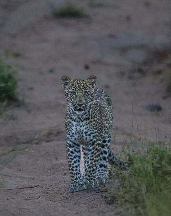 Ntsumi's cub is growing strong and lean. Ntsumi's cub is growing strong and lean.