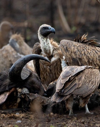 Sabi Sabi Ronald Mutero Vultures Kill Sabi Sabi Ronald Mutero Vultures Kill