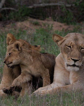 Members of the Msuthlu pride bond by rubbing their heads together in a sign of affection. Members of the Msuthlu pride bond by rubbing their heads together in a sign of affection.