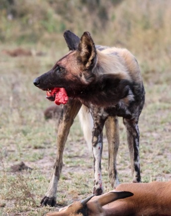 A wild dog carries meat in its mouth. 