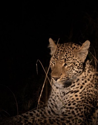 Sabi Sabi Ronald Mutero Kurhula At Night