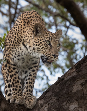 A23Jason Street   Golyoni   250123   3 Final