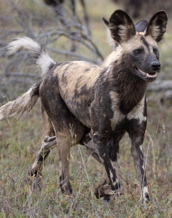 Wild dogs on the chase. Wild dogs on the chase.