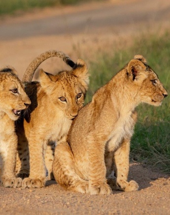 Cubs will learn a lot from each other as the play and grow together. 