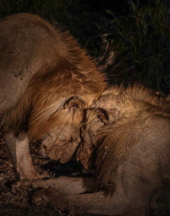 A buffalo kill that they managed to take down during the evening