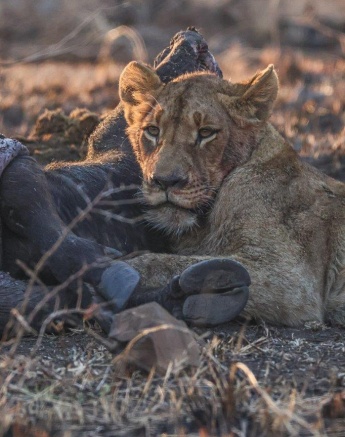 Taking down a buffalo is always a risky operation for lions