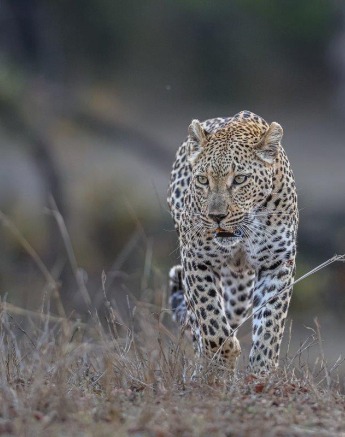 Ntsumi female leopard walking through the bushveld, on alert.