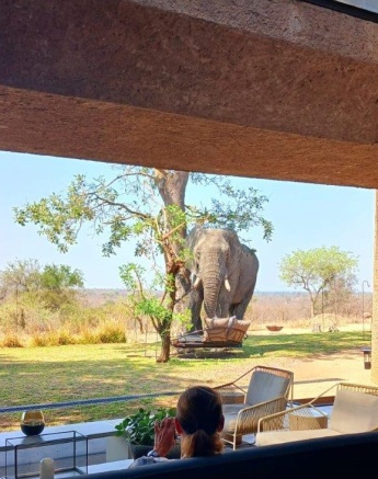 Elephant walking near Earth Lodge, blending with the lodge’s natural landscape.
