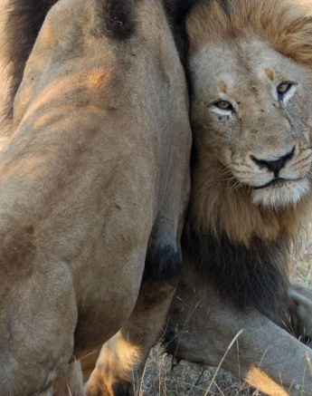 A strong bond is formed by the Gijima males.