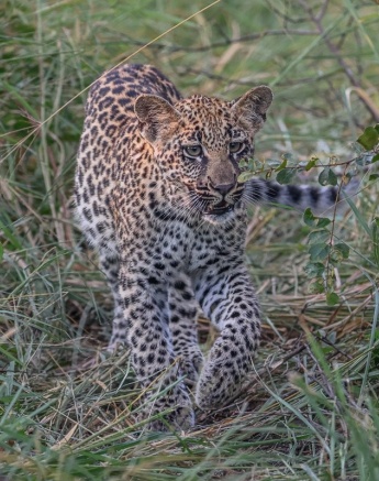 Sabi Sabi Ruan Mey Golonyi Leopard
