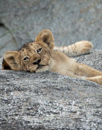 One of the cubs from the Talamati pride rests on a rock as it checks us out in the game viewer. 
