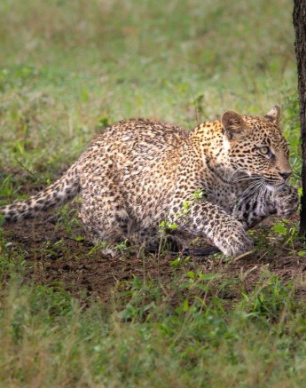 One of Nstumi's cubs practices her stalk. One of Nstumi's cubs practices her stalk.