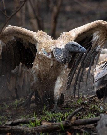 Sabi Sabi Ronald Mutero Vultures Wings Sabi Sabi Ronald Mutero Vultures Wings