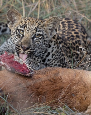 Golonyi cub and its lunch. 