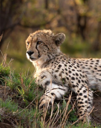 A male cheetah is always aware of its surroundings. 