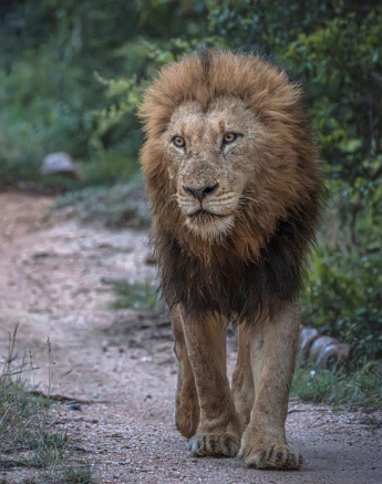 One of the N'waswishaka male lions accompanied the Kambula Pride. 