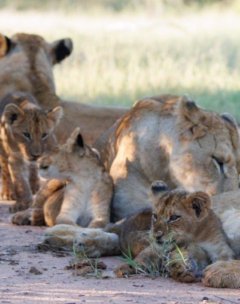 Members of the Southern Pride laze together after feeding on a Waterbuck kill. Members of the Southern Pride laze together after feeding on a Waterbuck kill.