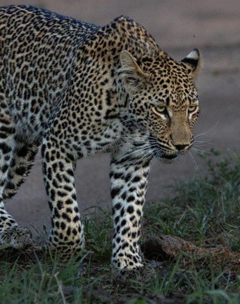 Khurhula the leopard walks stealthily through the wilderness at Sabi Sabi. Khurhula the leopard walks stealthily through the wilderness at Sabi Sabi.
