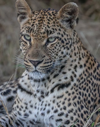 This female leopard is known as Golonyi. 