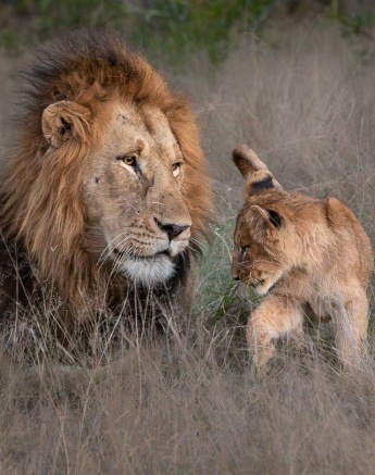 Gijima and a cub play together in the grass.