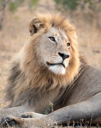 Gijima Male Lion Daniel Greyvenstein Gijima Male Lion Daniel Greyvenstein