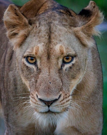 A member of the Styx pride shows off her intimidating stare. 