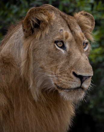 Sharp eyes fixed on the horizon, vigilant for potential prey.